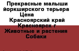 Прекрасные малыши  йоркширского терьера › Цена ­ 15 000 - Красноярский край, Красноярск г. Животные и растения » Собаки   